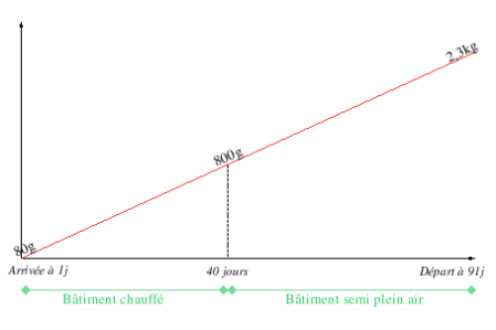 graphe