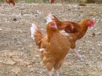poulet