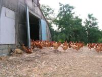 poulet